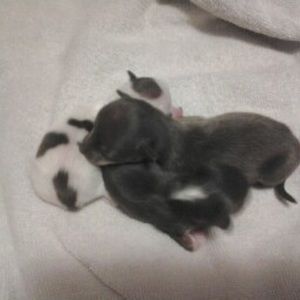 Meet your Posher, Jalanie